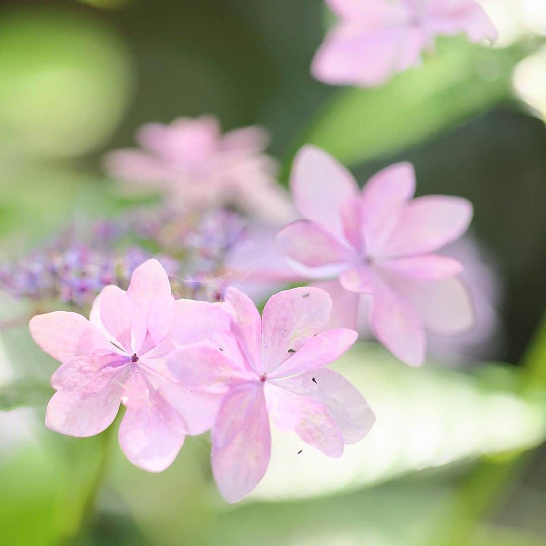 kiccyomuさんのインスタグラム写真 - (kiccyomuInstagram)「☁️ 2023.06.23 Fri 今年の #高幡不動  #紫陽花 まだ間に合いました 綺麗に咲いてました📸 この紫陽花、好きだなぁ〜😃  梅雨が明けたら 次の季節の花、 撮りに行きたいな🤗  location #東京 ❣️ 📷撮影 2023年6月20日」6月23日 19時04分 - kiccyomu