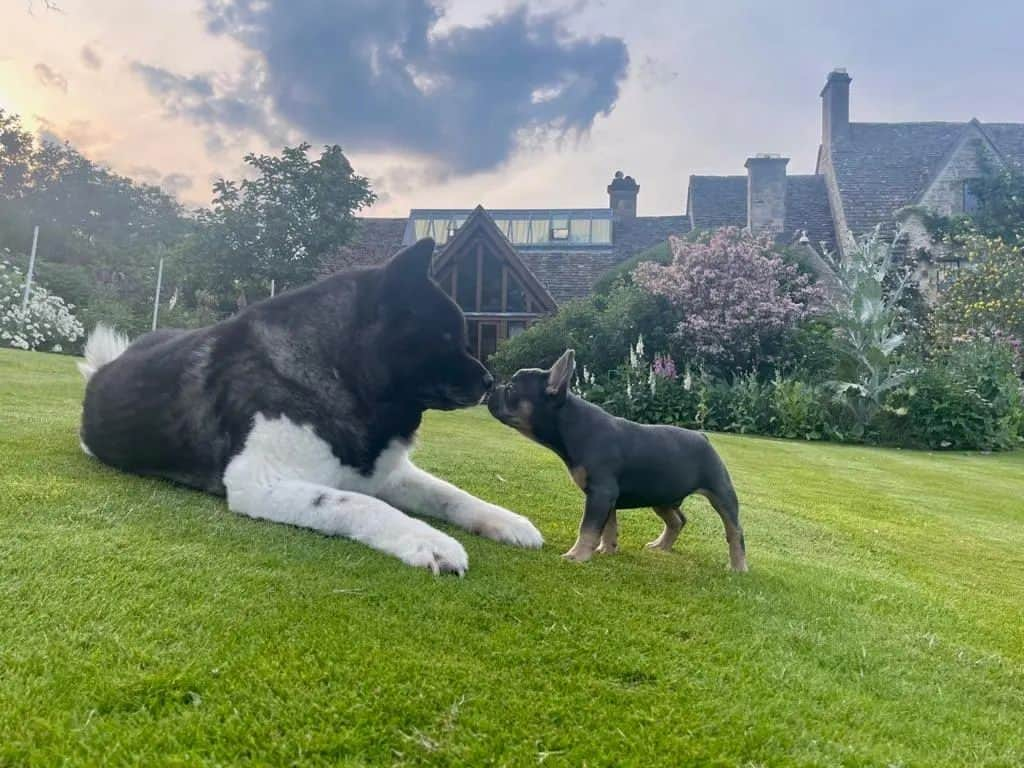 ヘンリー・カヴィルさんのインスタグラム写真 - (ヘンリー・カヴィルInstagram)「Back in April, our French Bulldog, Meat, died. He lived a very long life (14 and a half years) and his last years were filled with adventure and fun. Nevertheless his passing hurt. It hurt a lot. Life must go on, however, and it did, but there was a hole in our hearts that needed nourishing. There is no replacing Meatboi, but Natalie and I have opened a new chapter in our lives, in a few ways, and this little chap is one of them! This is Baggins! Kal is being a rather tropey grumpy old man, and Baggins is ever enthusiastic to make friends. Baggins is a little wonder and also a little terror, just as puppies should be, and he is indeed nourishing our hearts.  #Meat #Kal #Baggins #Michelangelo」6月23日 19時18分 - henrycavill