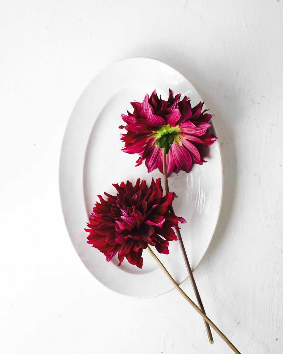 増田由希子のインスタグラム：「Dahlia ‘Kokucho ‘ #fromthegarden  #blackdahlia #dahlia #dahlias   黒紅色の美しいダリア　’黒蝶’  #畑のダリア　#ユーカリ」