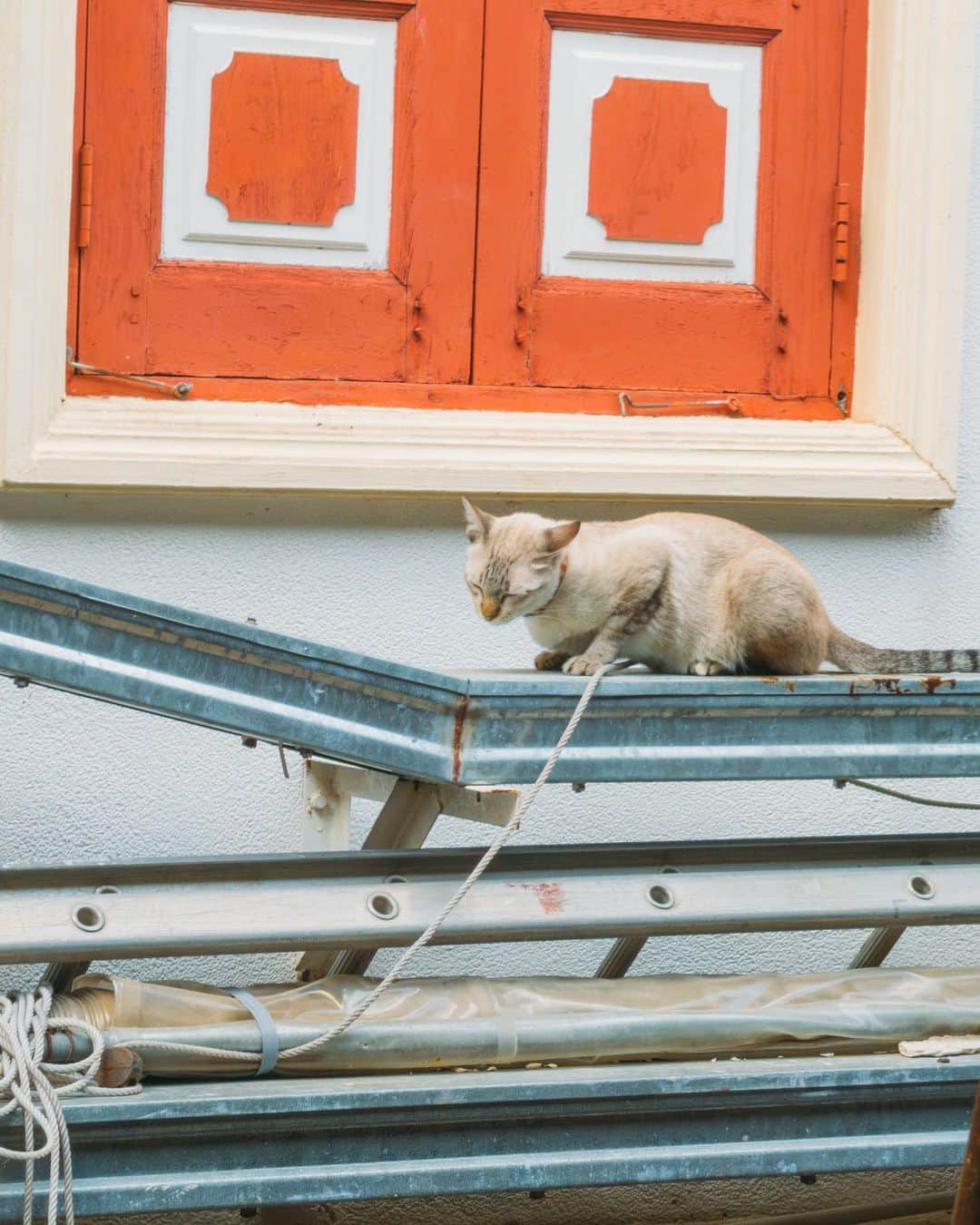 もろんのんさんのインスタグラム写真 - (もろんのんInstagram)「新発売されたXperia 1 Vを使ってみました🌹🐈  少し前にバンコク→愛知→広島と連チャンで大移動した時のスナップカメラとして使ってみました。  バンコクで見た水上マーケット近くのボート🚣‍♀️ 広島で土砂降りの中で撮ったバラ園🌹 バンコクのお寺付近ですやすや寝ていた猫ちゃん🐈 バンコクで出会ったヴィヴィッドなお気に入りのワンピース👗 広島の島で霧の中で出会った光景🌳 しとしと降る水面きらめく温泉街の鯉🐟  私はXperia 1 IVも使っていましたが、 そちらと比べて暗所にも明らかに強くなったのと、 大きさはそこまで変わってないけど若干細い縁が付いて持ちやすく滑りにくくなったのが印象的✨  縦位置での撮影をするときにも操作性が良くなって明らかなアップデートを感じました☺️  またXperiaのインタビュー記事も来月公開されるようなので、Xperia 1 Vを気になっている方はそちらもお楽しみに。  #Xperia1V #Xperia @sonyxperia  Supported by Sony Marketing Inc.」6月23日 19時34分 - moron_non