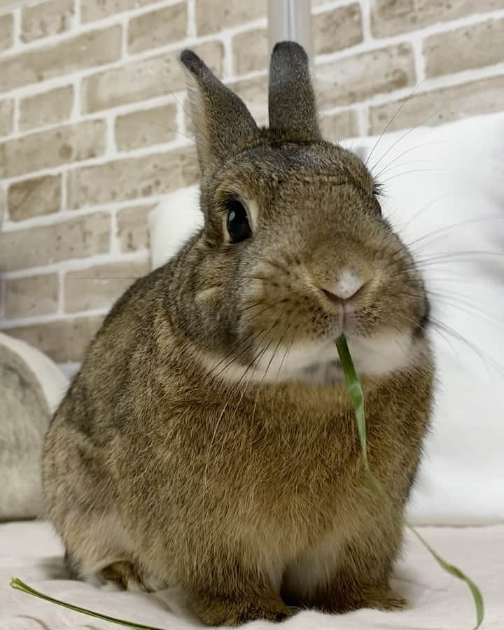 ラン?のインスタグラム：「イタライ食べて( ˙༥˙ )♡ おやつもらって( 　•ω• )⊃ クシクシ( ⊃ ˙꒳​˙ ⊂)キレイキレイ✨️✨ ☆ #うさぎのコナン  #うさぎ #うさぎのいる暮らし #rabbit #ネザーランドドワーフ #ふわもこ部 #もふもふ部 #netherlanddwarf #kawaii #かわいい #うさぎ部  2023.06.23」