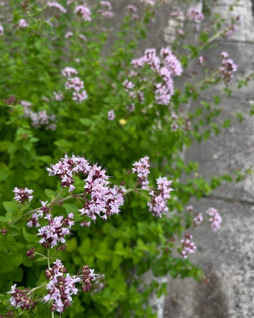 HERVA AKICOさんのインスタグラム写真 - (HERVA AKICOInstagram)「スイートマジョラムのお花が 咲き始めました。  かわいい♡  ご存知の方は、香りが好きな方も多いと思います。オレガノの仲間で、オレガノのワイルドな香りに甘みをプラスしたような複雑な香り。  花序という部分が球状で、そこから小さな白い花が咲き特徴的な咲き方をします。  葉もいい香りがしますが、美味しいのはその蕾、花が少し咲き始めたら収穫。  花を愛でるよりおいしさです笑  今月のレッスン、ハーブバターにもおすすめしています。  今夜は畑で収穫した新じゃがにバターとにんにく、マジョラムを合わせて食べようかな。お肉、チーズや茄子、じゃがいもなどの野菜にも合うハーブです。  ハーブティーとしても、消化を助けてくれたり、神経的な疲れ、安眠にいいとされます。ドライになると風味が変わるので、ご存知ない方は、是非フレッシュのスイートマジョラムを知っていただきたいです。  3枚目は、オレガノ。 4,5枚目はグリークオレガノ。  比べてみると面白いです☺️  畑には、他にもオレガノの仲間、 ポットマジョラム、ゴールデンオレガノ、切花オレガノを育てているので、また秋のレッスンでご紹介させて頂きます。  #スイートマジョラム#オレガノ#herb#herva」6月23日 19時48分 - herva_akiko