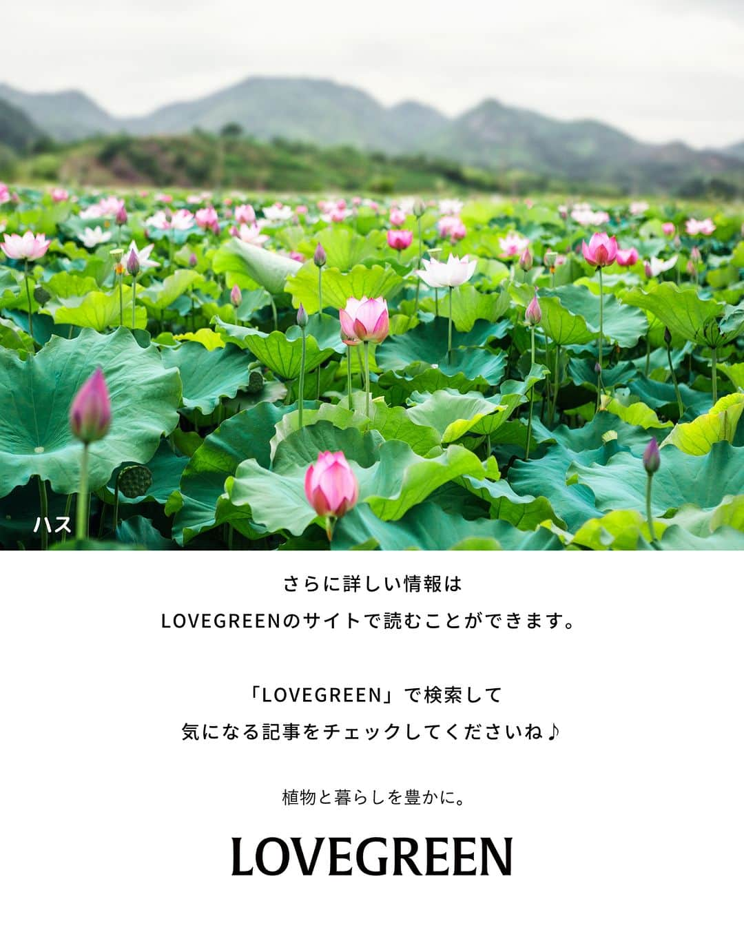 LOVEGREEN -植物と暮らしを豊かに。さんのインスタグラム写真 - (LOVEGREEN -植物と暮らしを豊かに。Instagram)「蓮（ハス）と睡蓮（スイレン）はどちらも美しい花を咲かせる水生植物。  夏の池でその優美な姿を見る機会も増えてきますね。  似ているようで違うハスとスイレン。花や葉の特徴を知ると、間違わずに見分けられるようになりますよ。  #蓮　#ハス　#睡蓮　#スイレン　#ハスの花　#スイレンの花　#蓮の花　#睡蓮の花　#水生植物　#夏の花　#植物のある暮らし　#花のある暮らし」6月23日 20時00分 - lovegreen_official