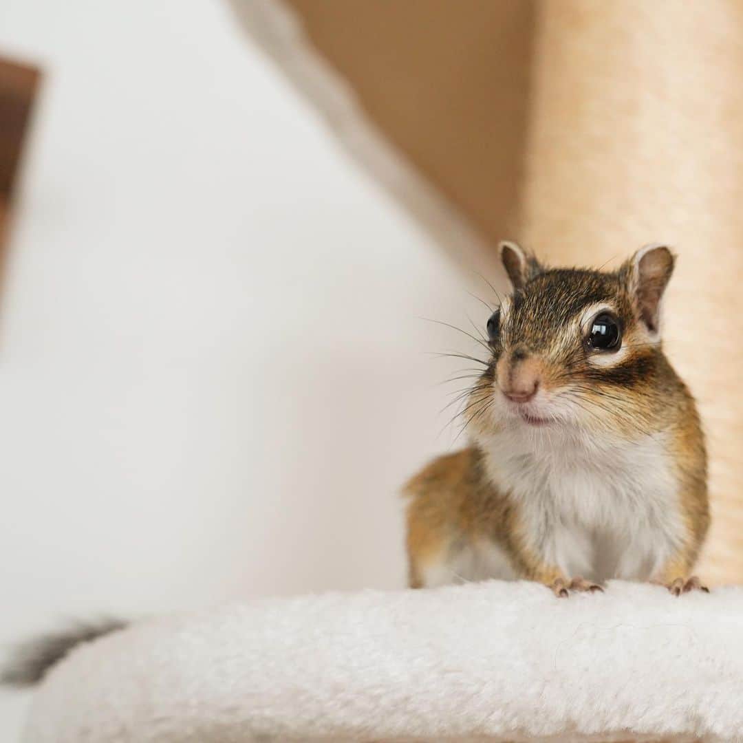のインスタグラム：「#Sophie  It's finally the weekend!  週末メロ種たくさん貰えるかな♪  #chipmunk #シマリス #リス」