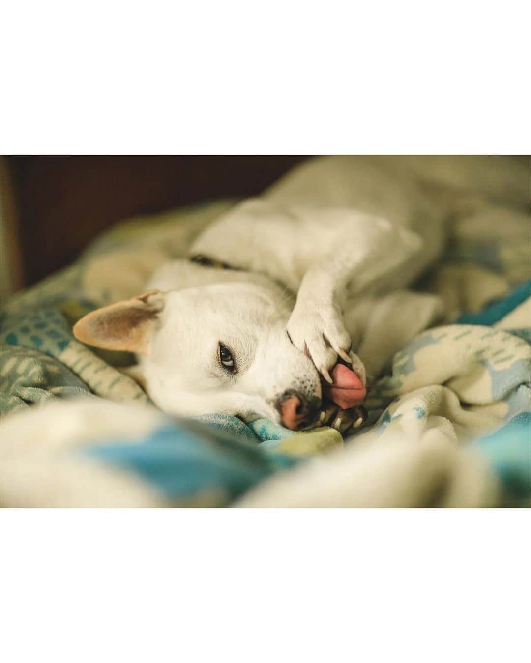 GENIC 公式インスタグラムさんのインスタグラム写真 - (GENIC 公式インスタグラムInstagram)「・ #愛犬愛猫の至福フォト ふじおかすみ  5匹の犬と暮らす、写真家のふじおかすみさん @sumico 。 本格的に犬の写真を撮って残していこうと決めたのは、初めて自分の犬の死を経験したことがきっかけだったそう。  「3歳という若さで旅立ってしまった大切な犬。あまりにも突然にやってきたその日のことは、自分の死生観を変えました。それから、愛犬たちの生きた証、大切な日々の記録として、彼らを撮っています。いつか必ず来る彼らとのお別れの後、自分が人生を正しく歩くための道標になるだろうと思い、日々写真を残しています。もちろん、可愛いし面白いから撮っちゃう、撮らずにはいられない！というのが一番大きいのかもしれませんが」。  ｰｰｰｰｰｰｰｰｰｰｰｰｰｰｰｰｰｰ 雑誌GENIC 最新号 7月号 vol.67「知ることは次の扉を開くこと ～撮影と表現のQ＆A～」 ｰｰｰｰｰｰｰｰｰｰｰｰｰｰｰｰｰｰ 雑誌GENIC バックナンバー 4月号 vol.66「撮らずにはいられない」 公式オンラインショップ、Amazonにてお買い求めいただけます。 ｰｰｰｰｰｰｰｰｰｰｰｰｰｰｰｰｰｰ 皆さまの表現をGENICで紹介させてください。 #genic_mag を付けた投稿をお待ちしております。 ｰｰｰｰｰｰｰｰｰｰｰｰｰｰｰｰｰｰ」6月23日 20時53分 - genic_mag