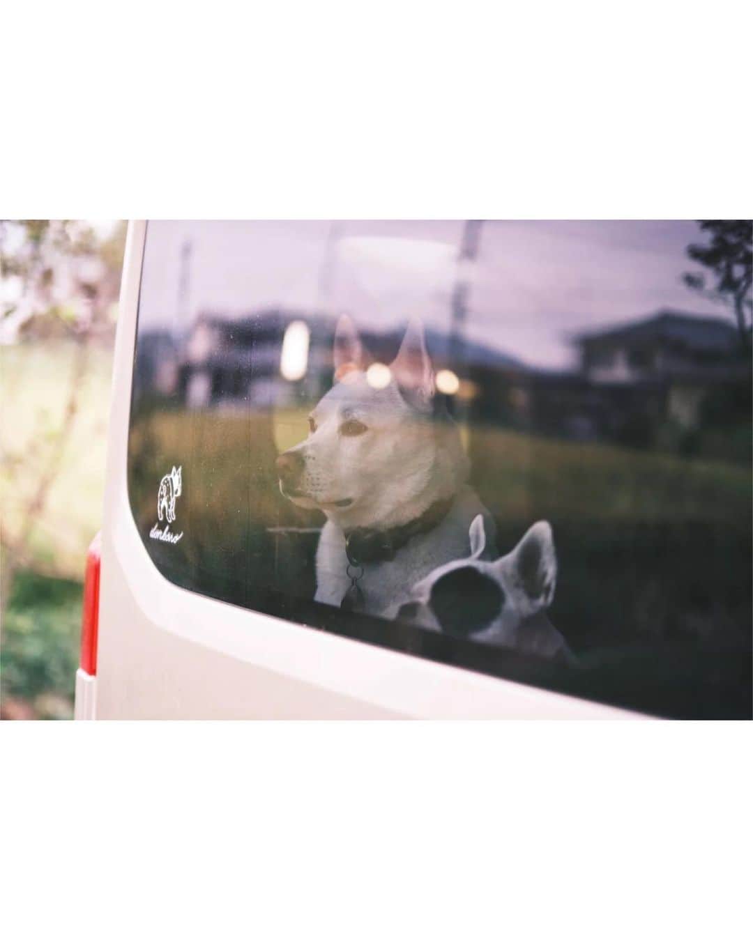 GENIC 公式インスタグラムさんのインスタグラム写真 - (GENIC 公式インスタグラムInstagram)「・ #愛犬愛猫の至福フォト ふじおかすみ  5匹の犬と暮らす、写真家のふじおかすみさん @sumico 。 本格的に犬の写真を撮って残していこうと決めたのは、初めて自分の犬の死を経験したことがきっかけだったそう。  「3歳という若さで旅立ってしまった大切な犬。あまりにも突然にやってきたその日のことは、自分の死生観を変えました。それから、愛犬たちの生きた証、大切な日々の記録として、彼らを撮っています。いつか必ず来る彼らとのお別れの後、自分が人生を正しく歩くための道標になるだろうと思い、日々写真を残しています。もちろん、可愛いし面白いから撮っちゃう、撮らずにはいられない！というのが一番大きいのかもしれませんが」。  ｰｰｰｰｰｰｰｰｰｰｰｰｰｰｰｰｰｰ 雑誌GENIC 最新号 7月号 vol.67「知ることは次の扉を開くこと ～撮影と表現のQ＆A～」 ｰｰｰｰｰｰｰｰｰｰｰｰｰｰｰｰｰｰ 雑誌GENIC バックナンバー 4月号 vol.66「撮らずにはいられない」 公式オンラインショップ、Amazonにてお買い求めいただけます。 ｰｰｰｰｰｰｰｰｰｰｰｰｰｰｰｰｰｰ 皆さまの表現をGENICで紹介させてください。 #genic_mag を付けた投稿をお待ちしております。 ｰｰｰｰｰｰｰｰｰｰｰｰｰｰｰｰｰｰ」6月23日 20時53分 - genic_mag