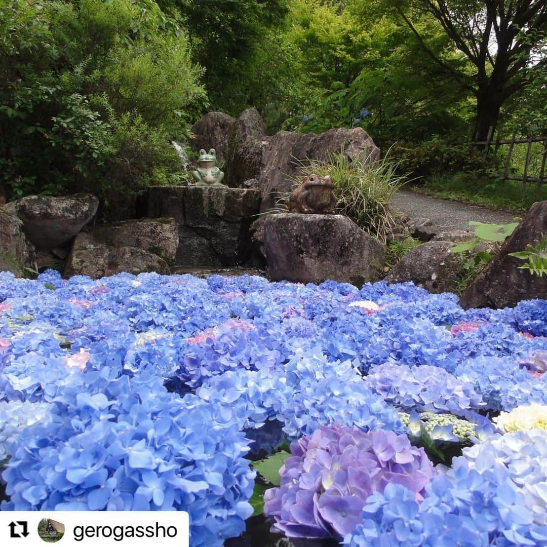 Gero City【下呂市公式アカウント】さんのインスタグラム写真 - (Gero City【下呂市公式アカウント】Instagram)「#Repost @gerogassho with @use.repost ・・・ 下呂温泉合掌村の歳時記の森、茶房「萬古庵」横の池が「アジサイ池」に変身しました。 　 　色とりどりのアジサイが水面に浮かんでとっても綺麗です。  　３匹の池の鯉も、きっとびっくりしていることでしょう。  #gerostagram　#下呂温泉合掌村　#下呂温泉　#下呂　#歳時記の森　#萬古庵　#アジサイ池　#池の鯉　#アジサイ　#あじさい　#紫陽花　#梅雨　#梅雨空　#梅雨の晴れ間」6月23日 21時04分 - gerostagram