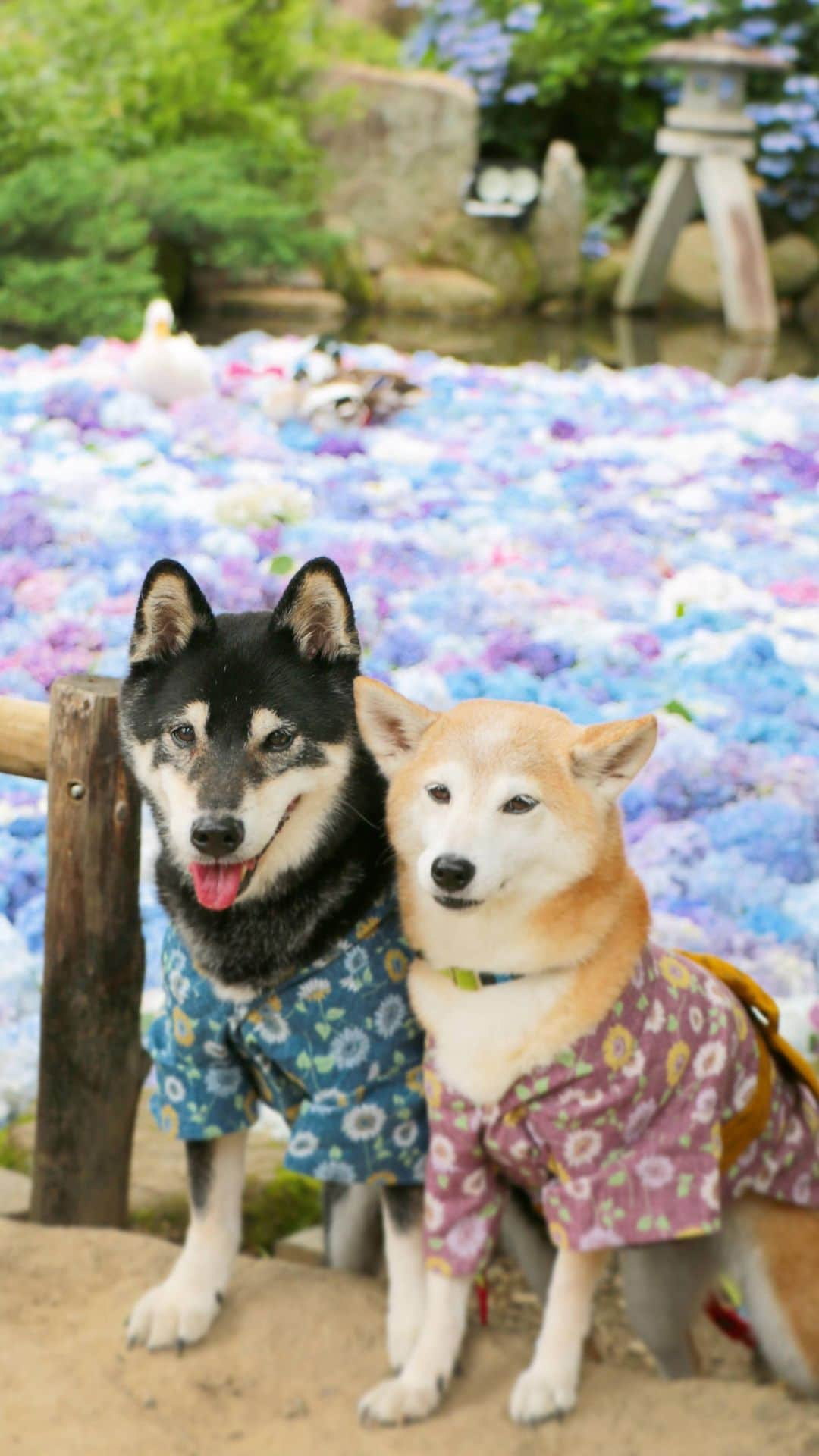 柴犬 けんしろう ゆりあのインスタグラム