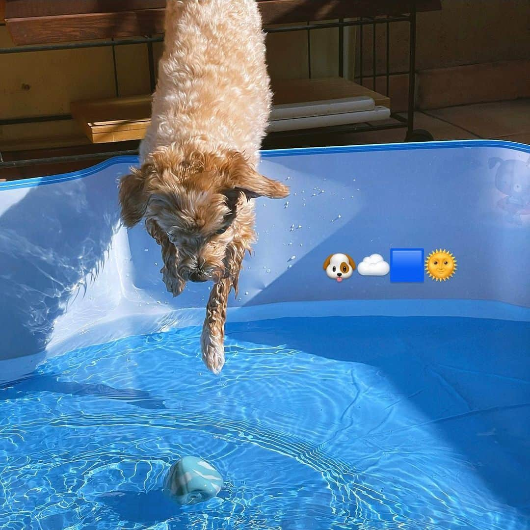 美緒のインスタグラム：「☁️🐶🌞  我が家の夏の風物詩(?)になりつつあるプール開きをしました☁️ 水にダイブする瞬間が撮れて、おてて可愛すぎる！っとなりました🐶 自分の写真を撮ると3枚に1枚は半目になります。これはセーフ！真顔だけど！🌞笑  (父の日に父が作ってくれたポトフを食べました。笑私が作るって言ったのにごめんよ)  #instadaily #instagood #summer #dog #selfy #夏 #愛犬 #マルプー #まるぷー #マルプー連合 #父の日」