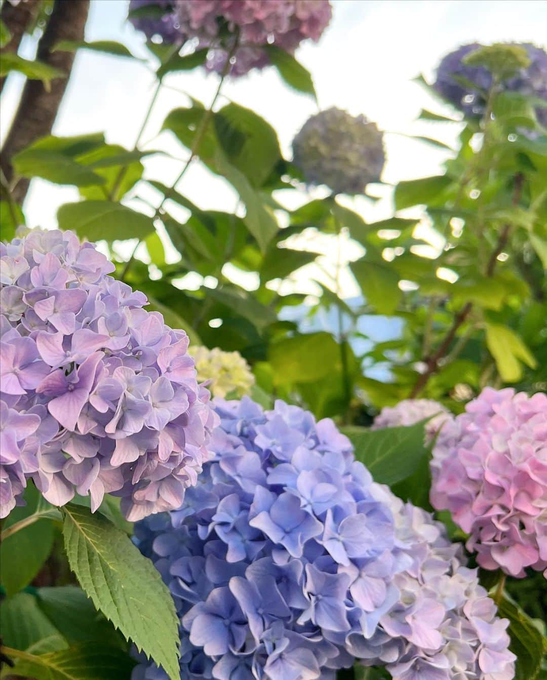 のインスタグラム：「#紫陽花」