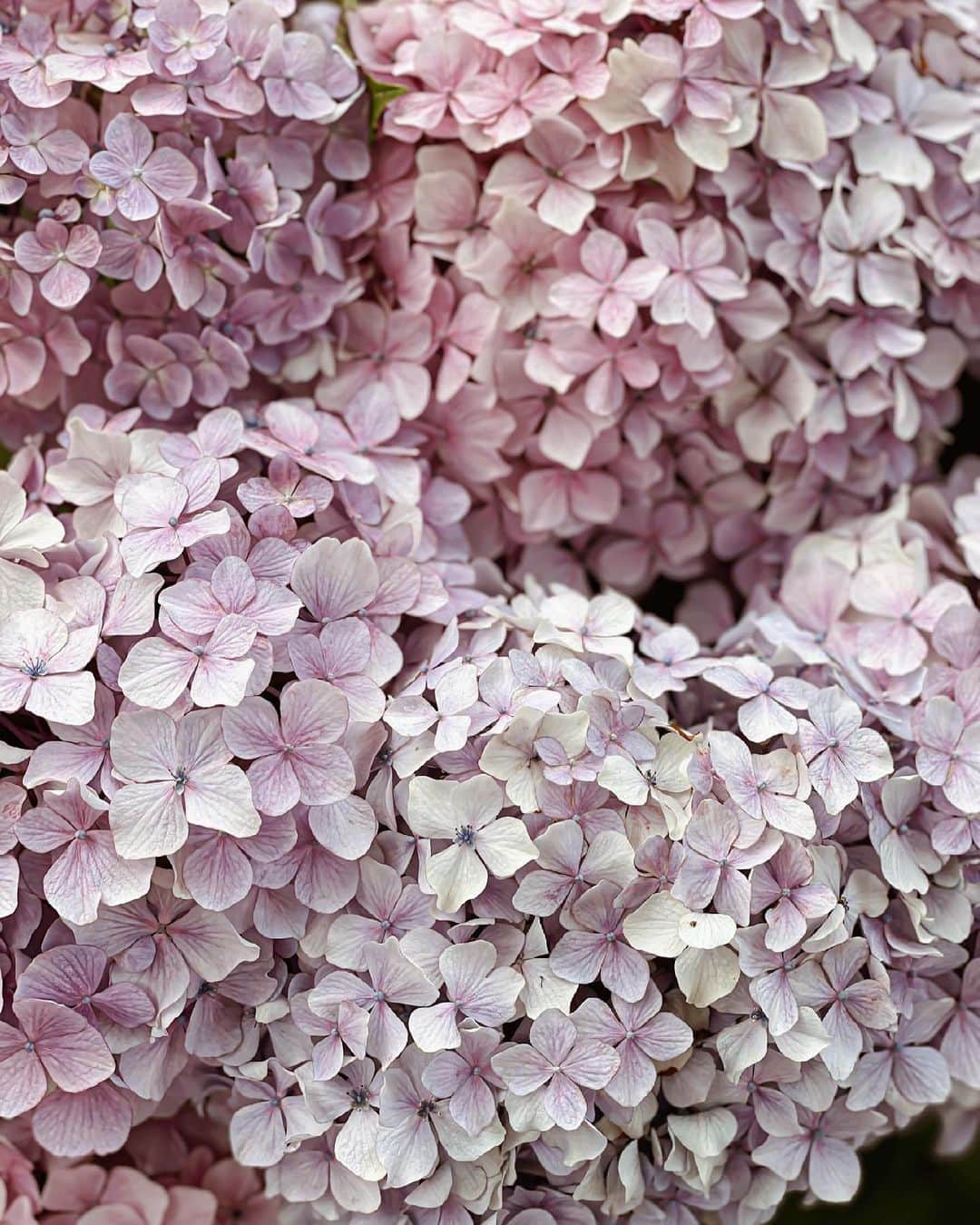 Yukicoさんのインスタグラム写真 - (YukicoInstagram)「𓆱𓆸𓆹𓆺  ————————————————————— 見てくださる方にプラスになる投稿をしていきます 是非いいね♡フォロー♡ よろしくお願いいたします𓅟 私の写真の編集については フォトレッスンでレクチャーをしています —————————————————————  #flowers#flowerpower#flowerphotography#flowerporn#flowerslovers#flowerstagram#bouquet#bouquets#btsarmy#jiminpen#btsjimin #ジミンペン」6月23日 21時59分 - yukicolifecom