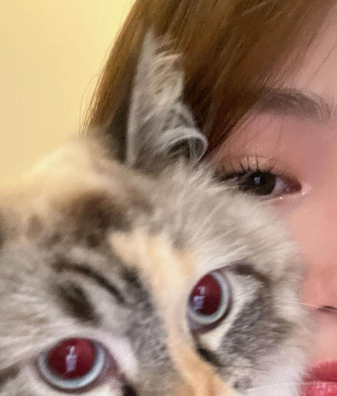 椎名亜美さんのインスタグラム写真 - (椎名亜美Instagram)「一緒に写真撮ってくれた🥹💞 （猫ちゃんの目が赤いのはアルビノです）」6月23日 22時31分 - ami.co.jp0106