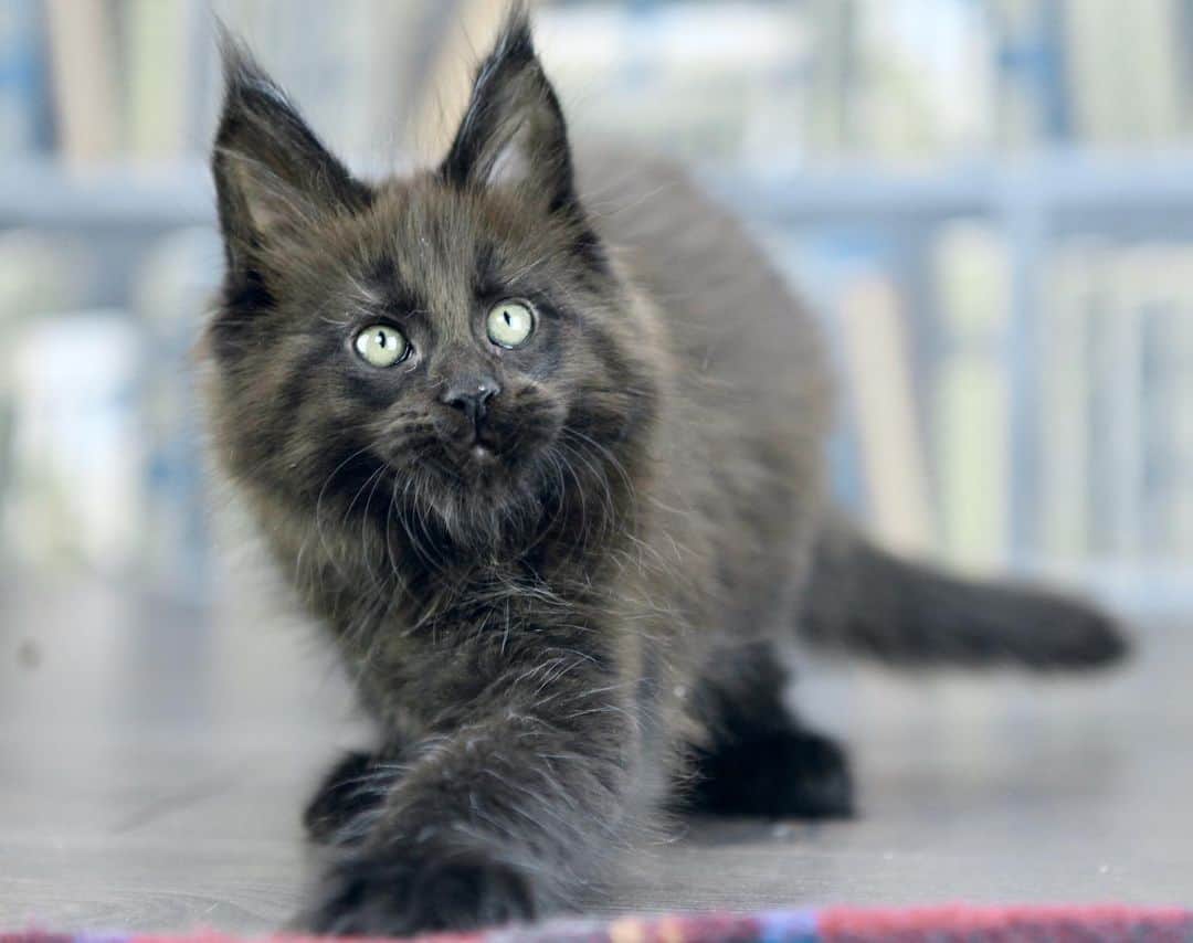 МейнКун MaineCoon Питомникさんのインスタグラム写真 - (МейнКун MaineCoon ПитомникInstagram)「Великолепный Гермес✨,с огромными лапами ( поли 6-6-6-6), ласковый, очень умный. Свободен 👍🏻」6月23日 22時56分 - olgacybercoon