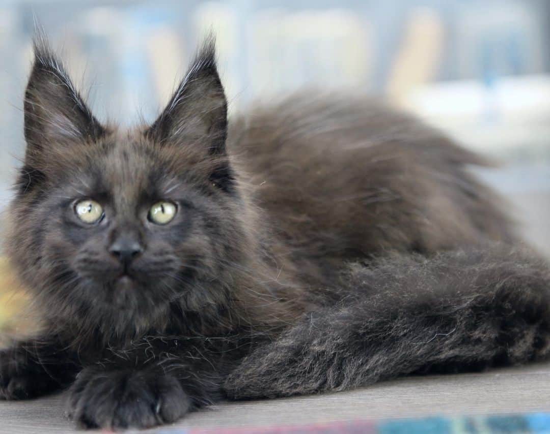 МейнКун MaineCoon Питомникさんのインスタグラム写真 - (МейнКун MaineCoon ПитомникInstagram)「Великолепный Гермес✨,с огромными лапами ( поли 6-6-6-6), ласковый, очень умный. Свободен 👍🏻」6月23日 22時56分 - olgacybercoon