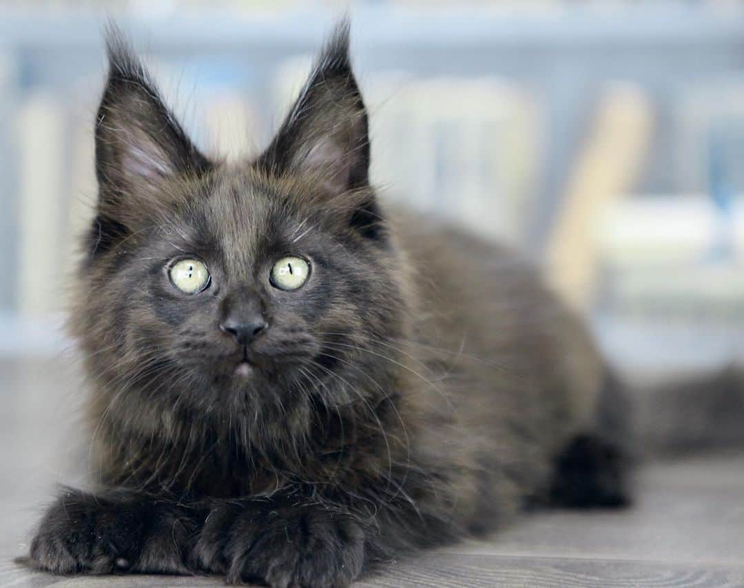 МейнКун MaineCoon Питомникさんのインスタグラム写真 - (МейнКун MaineCoon ПитомникInstagram)「Великолепный Гермес✨,с огромными лапами ( поли 6-6-6-6), ласковый, очень умный. Свободен 👍🏻」6月23日 22時56分 - olgacybercoon