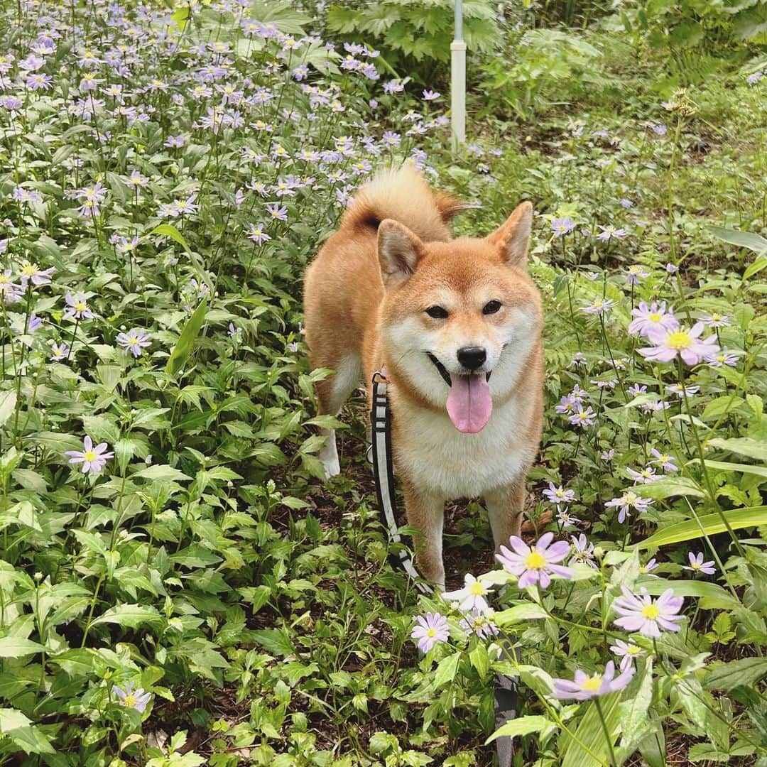 のインスタグラム：「きみは花が似合うね💜 #椿王丸」