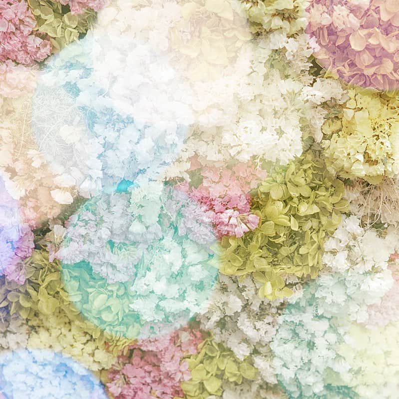のインスタグラム：「.  . 『pastel』 . ミルク色に とけた世界は、 心をやどして 夢を育てた。 . . . #荒井沙織 #LyricalPhoto  #saory #japan #art #creative #artphotography #artphoto  #SIGMA #dp2quattro」