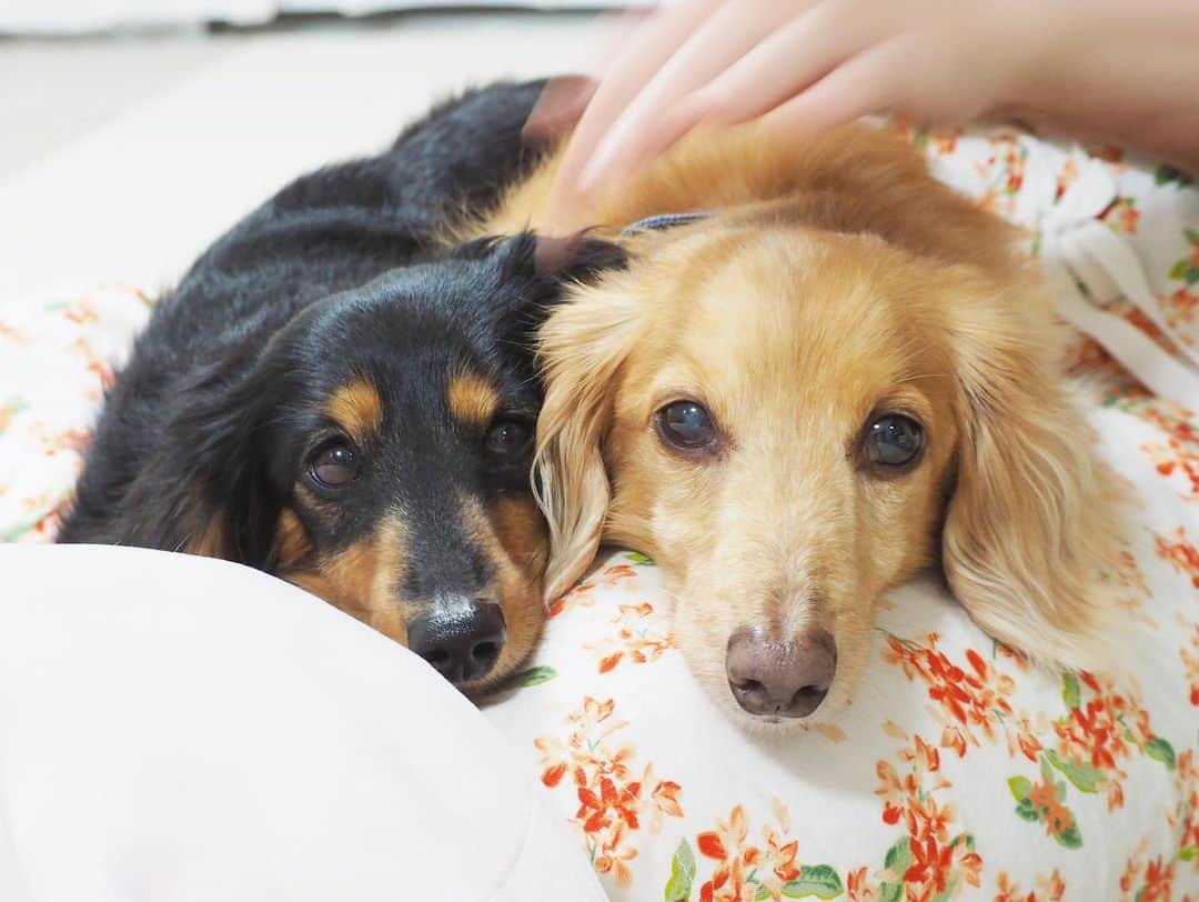 Sora Momoさんのインスタグラム写真 - (Sora MomoInstagram)「膝の上のねむねむそらともも🐶🐾🐶 ☺︎ ブラッシングも歯磨きも終わったからベッドでおやすみなさい ってなるところが クッションの上からももがお姉ちゃんの膝の上へ乗り移って ももが乗るならぼくもってそらまで乗っちゃって ☺︎ 可愛いからいいけどさ そろそろベッドで寝よか ☺︎ #膝の上#ぎゅーぎゅー#ももが乗るなら#そらも乗る#普段はくっついて寝ないのに#膝の上だと寝ちゃう#仲良し#そらともも #ダックス#ミニチュアダックス #dachshund #miniaturedachshund」6月23日 23時21分 - teratera_sorapu_