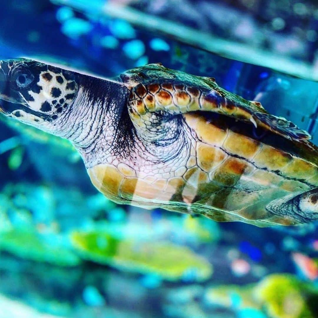 ちゃたさんのインスタグラム写真 - (ちゃたInstagram)「Aquarium  2ndcamera account @chata.13_insta」6月23日 23時31分 - c.h.a.t.a.13