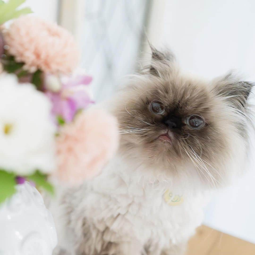 清水桜子さんのインスタグラム写真 - (清水桜子Instagram)「お花に溢れた6月だったなぁ💐  植物のお世話がいつも以上に癒される作業なのは、めめの看病のために使っていた時間を埋めてくれたのもあるかもしれません。 ありがとう😊🙏🏻」6月23日 23時40分 - sakuracos