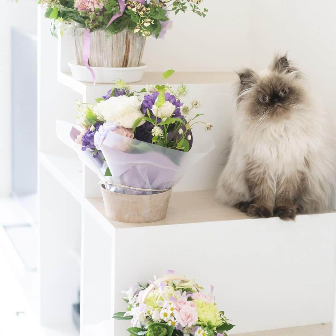 清水桜子さんのインスタグラム写真 - (清水桜子Instagram)「お花に溢れた6月だったなぁ💐  植物のお世話がいつも以上に癒される作業なのは、めめの看病のために使っていた時間を埋めてくれたのもあるかもしれません。 ありがとう😊🙏🏻」6月23日 23時40分 - sakuracos