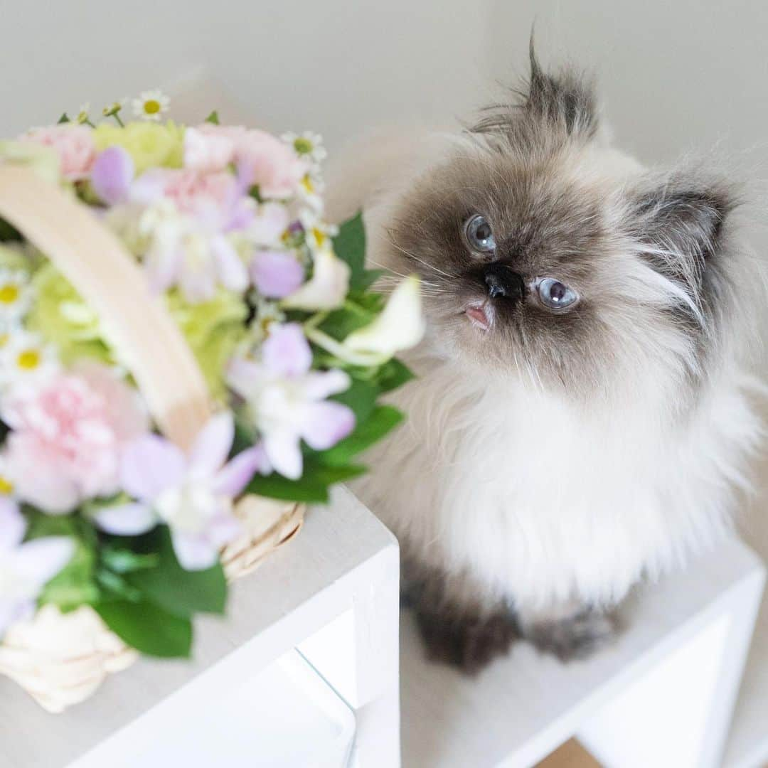 清水桜子さんのインスタグラム写真 - (清水桜子Instagram)「お花に溢れた6月だったなぁ💐  植物のお世話がいつも以上に癒される作業なのは、めめの看病のために使っていた時間を埋めてくれたのもあるかもしれません。 ありがとう😊🙏🏻」6月23日 23時40分 - sakuracos