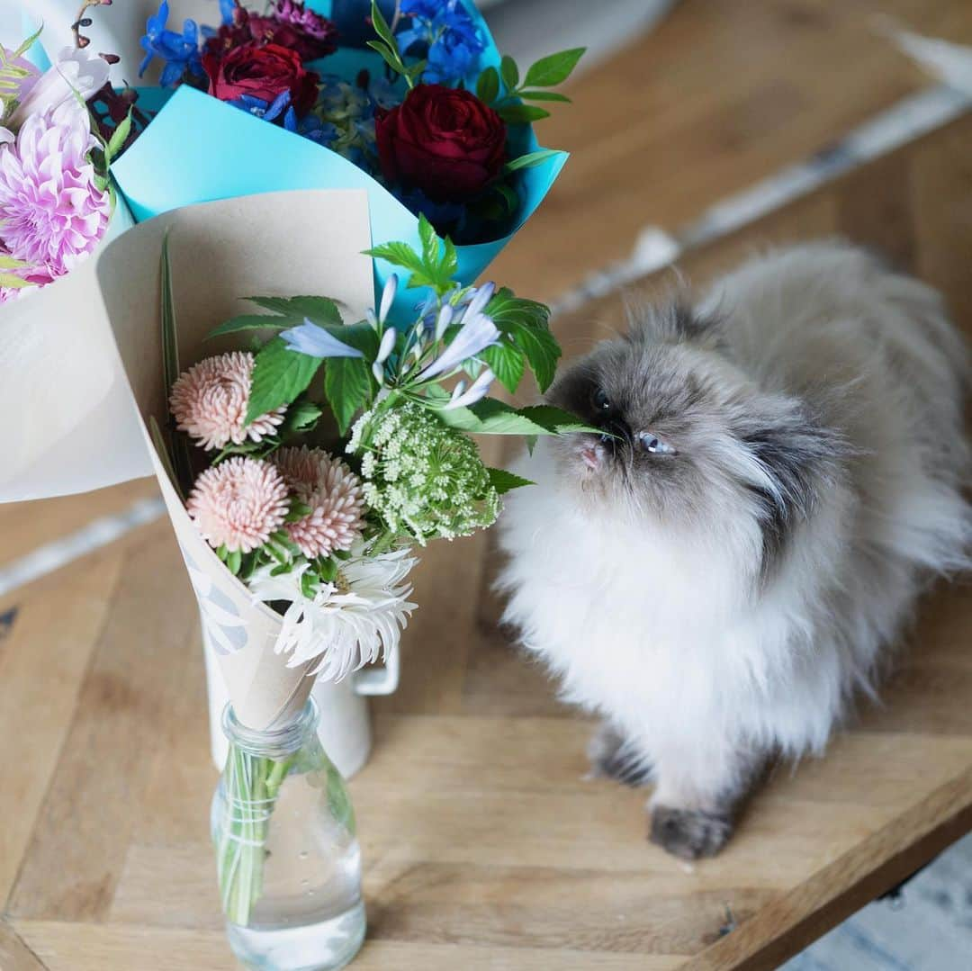 清水桜子さんのインスタグラム写真 - (清水桜子Instagram)「お花に溢れた6月だったなぁ💐  植物のお世話がいつも以上に癒される作業なのは、めめの看病のために使っていた時間を埋めてくれたのもあるかもしれません。 ありがとう😊🙏🏻」6月23日 23時40分 - sakuracos