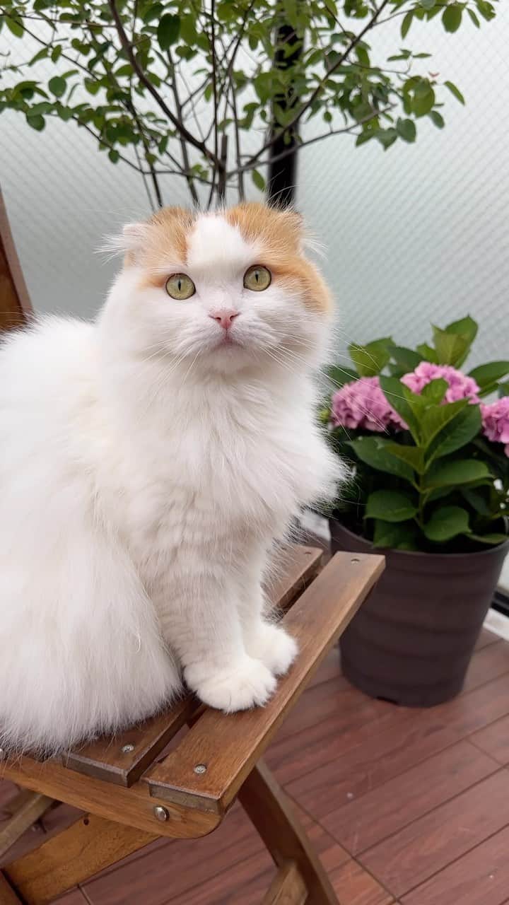yayoi89のインスタグラム：「cutie 🐹💕  去年ブルーだったのに 今年はピンクの紫陽花が咲きました💙💗 私はブルーが好きなのですが肥料間違えたんだろうなぁ😅 今日、(青紫陽花の土)を買って来ました 来年は何色になるかな🙌  イクラちゃんはピンクでお気に入り🩷  猫に紫陽花は危険な植物なのですが種類にもよるそうです 舐めたり噛んだりしなければ大丈夫  #weeklyfluff #catstagram #scottishfold #adorable #beautiful #cat #meowed #hydrangea #catlovers #cats_of_world #catsofinstagram #fluffy  #ふわもこ部 #ねこ #ねこすたぐらむ #にゃんすたぐらむ #猫 #スコティッシュフォールド #かわいい #猫のいる暮らし #猫とインテリア #猫との暮らし#もふもふ」