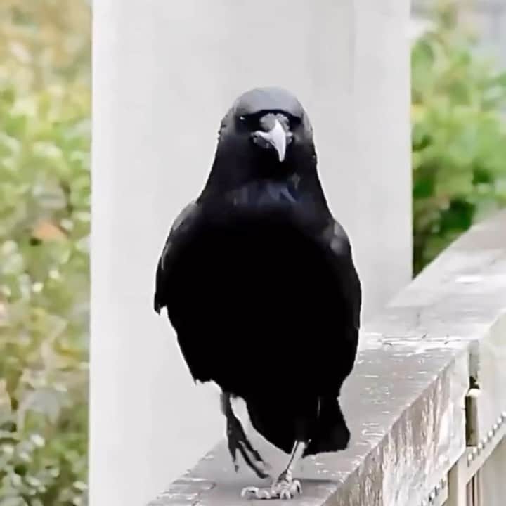 イマン・アブドゥルマジドのインスタグラム：「Walking into the weekend like…」