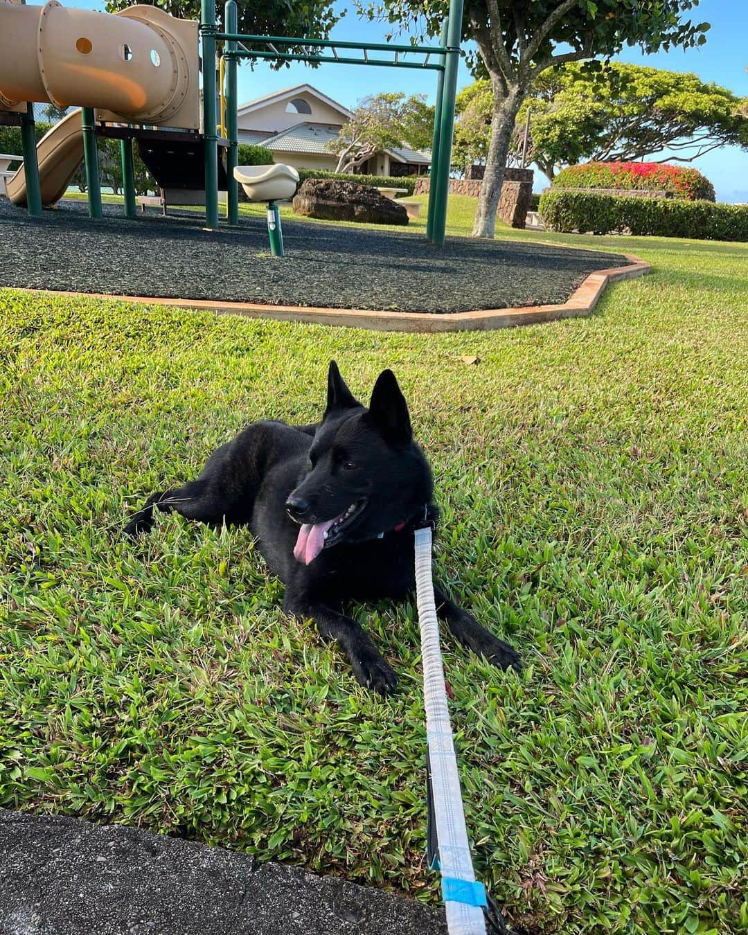 安田秀一のインスタグラム：「泥棒ってすげーなーっていつも思う。  その気合いと才能をまともな方向に使ったら、普通に大成功者なんだろうなあ...  って、昔から感心して観察してる、ワン」