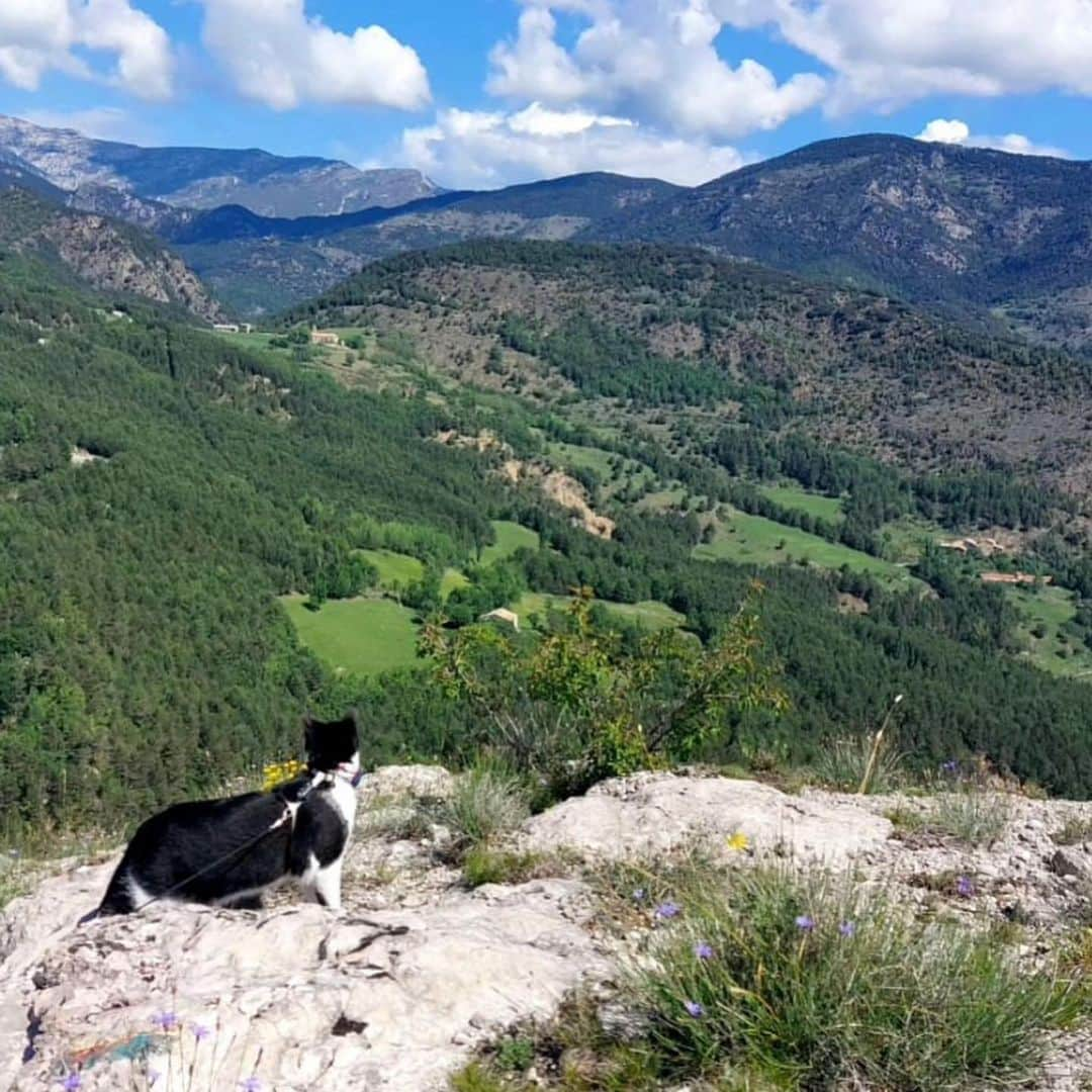 Bolt and Keelさんのインスタグラム写真 - (Bolt and KeelInstagram)「Meet Pewie and Patches!🐈‍⬛ These two adventure sisters have travelled to 6 countries together!!🌍  @adventrapets ➡️ @pewie_patches  —————————————————— Follow @adventrapets to meet cute, brave and inspiring adventure pets from all over the world! 🌲🐶🐱🌲  • TAG US IN YOUR POSTS to get your little adventurer featured! #adventrapets ——————————————————」6月24日 1時51分 - adventrapets