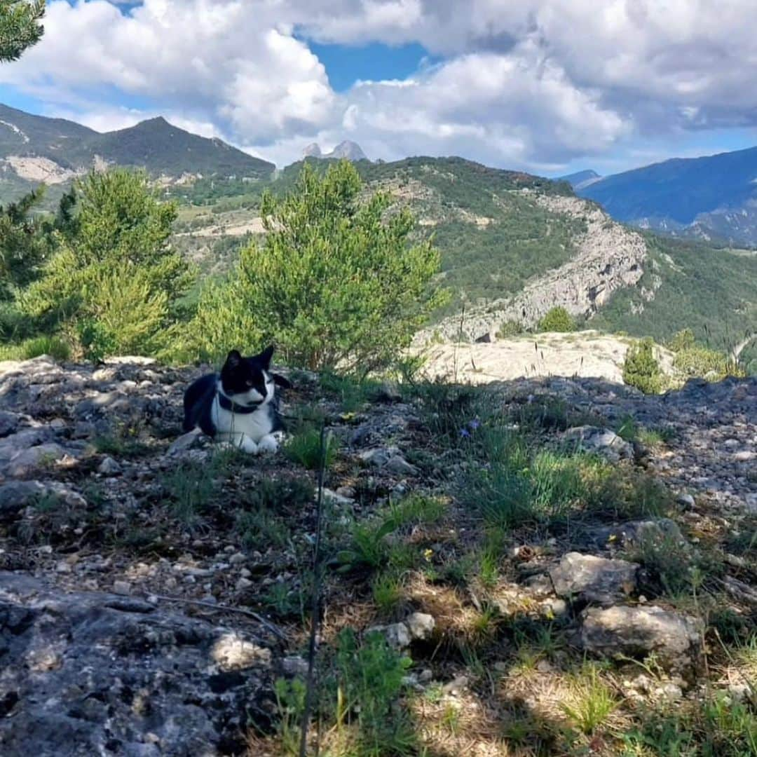 Bolt and Keelさんのインスタグラム写真 - (Bolt and KeelInstagram)「Meet Pewie and Patches!🐈‍⬛ These two adventure sisters have travelled to 6 countries together!!🌍  @adventrapets ➡️ @pewie_patches  —————————————————— Follow @adventrapets to meet cute, brave and inspiring adventure pets from all over the world! 🌲🐶🐱🌲  • TAG US IN YOUR POSTS to get your little adventurer featured! #adventrapets ——————————————————」6月24日 1時51分 - adventrapets