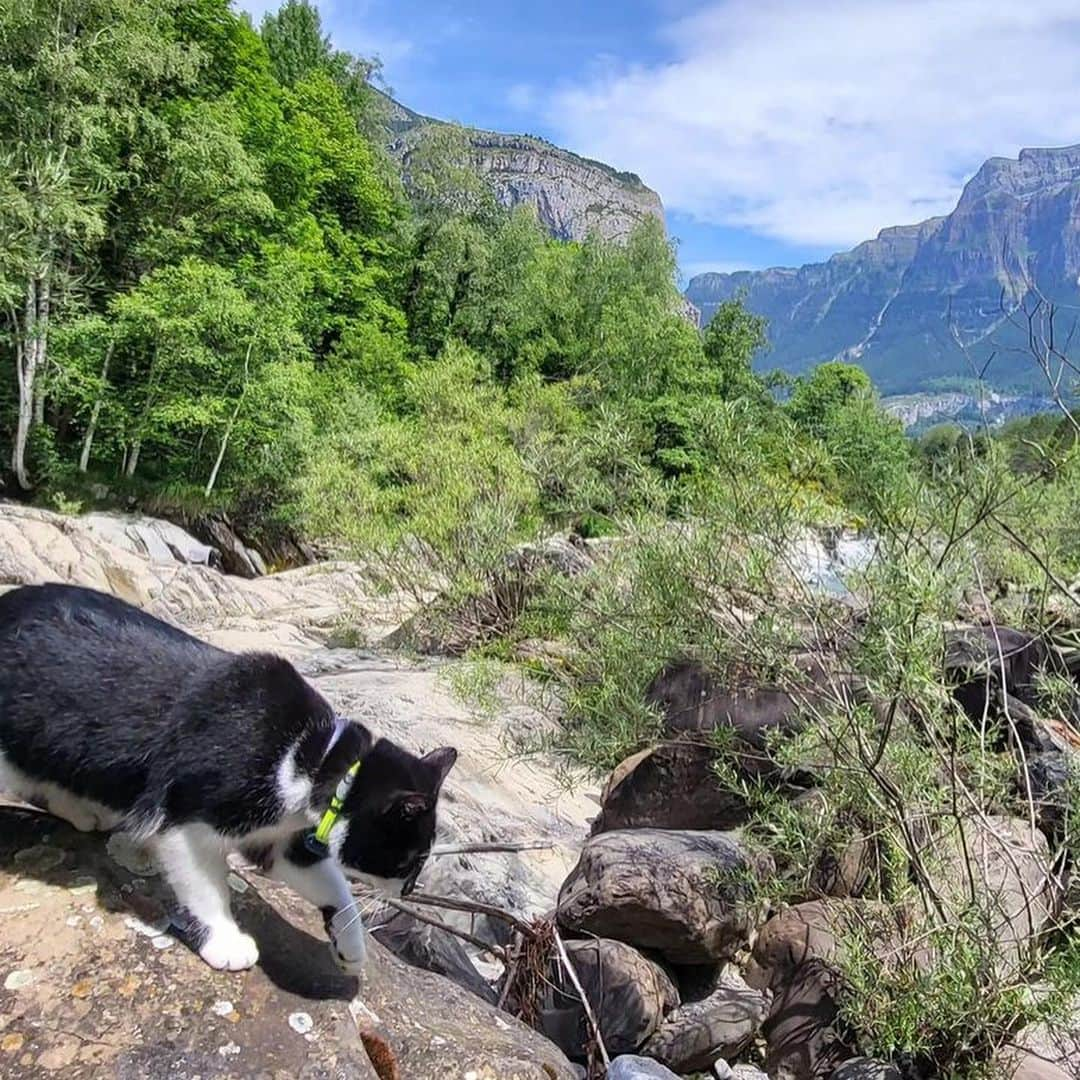 Bolt and Keelさんのインスタグラム写真 - (Bolt and KeelInstagram)「Meet Pewie and Patches!🐈‍⬛ These two adventure sisters have travelled to 6 countries together!!🌍  @adventrapets ➡️ @pewie_patches  —————————————————— Follow @adventrapets to meet cute, brave and inspiring adventure pets from all over the world! 🌲🐶🐱🌲  • TAG US IN YOUR POSTS to get your little adventurer featured! #adventrapets ——————————————————」6月24日 1時51分 - adventrapets