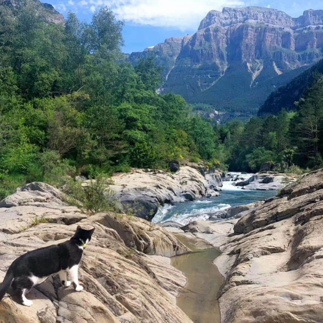 Bolt and Keelのインスタグラム：「Meet Pewie and Patches!🐈‍⬛ These two adventure sisters have travelled to 6 countries together!!🌍  @adventrapets ➡️ @pewie_patches  —————————————————— Follow @adventrapets to meet cute, brave and inspiring adventure pets from all over the world! 🌲🐶🐱🌲  • TAG US IN YOUR POSTS to get your little adventurer featured! #adventrapets ——————————————————」