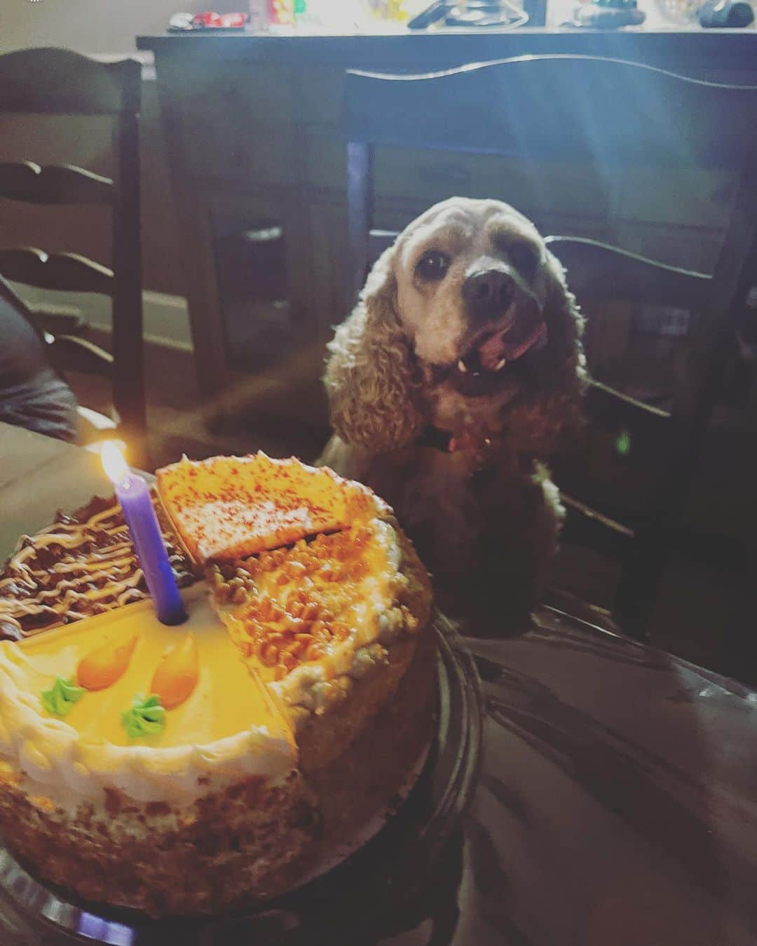 Jake And Gingerのインスタグラム：「Happy 4th birthday Bonnie!!」