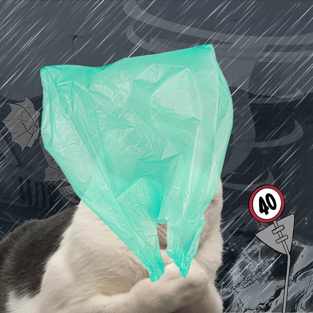 Aww Clubさんのインスタグラム写真 - (Aww ClubInstagram)「Left home without an umbrella  @zipsa_holic   #meowed #cutecat #cat #catmeme #rain」6月24日 12時00分 - meowed
