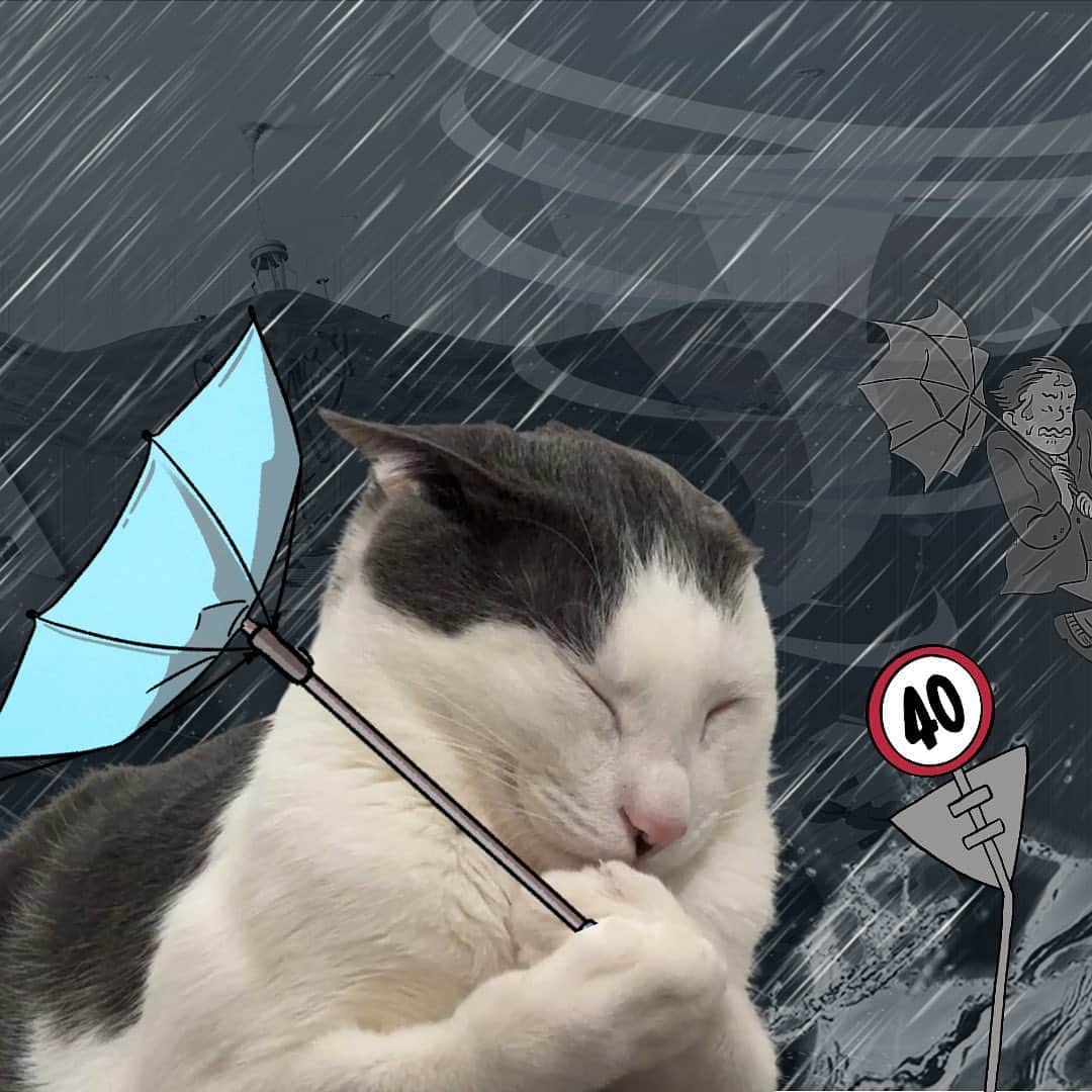 Aww Clubさんのインスタグラム写真 - (Aww ClubInstagram)「Left home without an umbrella  @zipsa_holic   #meowed #cutecat #cat #catmeme #rain」6月24日 12時00分 - meowed