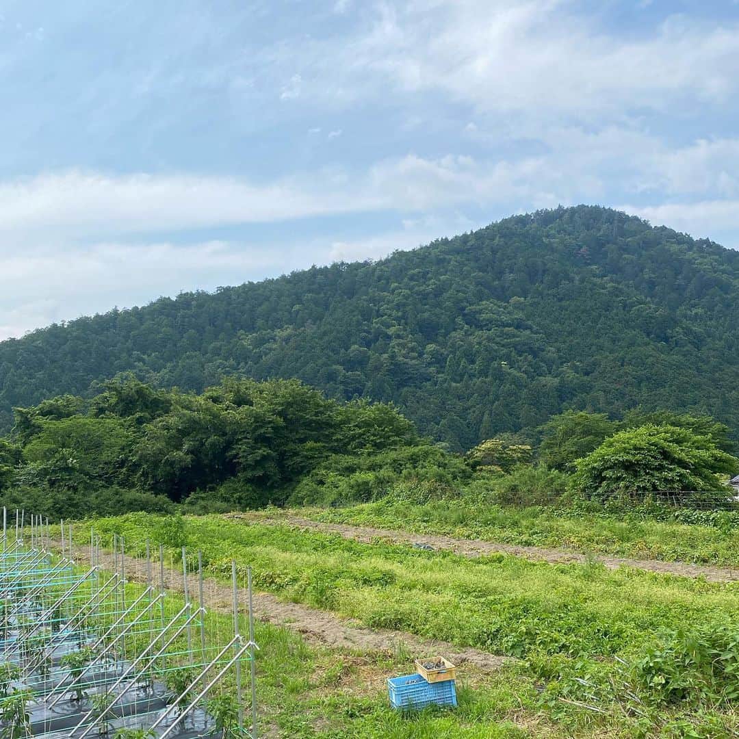 服部円のインスタグラム：「久しぶりの畑⛰️ 同じジャガイモなのにこんな色が違うの不思議🥔 田植えやりたいと思いつつ毎年逃してる。米育てたい米🌾  #服部京都畑  #畑のある暮らし」
