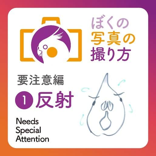 YURAPOi ゆらぽぃのインスタグラム：「ぼくの写真の撮り方 Needs Special Attention  新たに 要注意編です！  ①反射  金属などに光が当たって�壁に投影されると�小鳥は生き物と思って�びっくりします。��不規則な動きをするものに とても警戒するので注意が 必要です。  こちらのコラムは連載です😀 ふだんよくご質問を受けるカメラのこと(機材やレンズ)や、 ・撮影技術・RAW現像・小鳥を撮影する時の注意点などなどご紹介します😀  自己流ですので、参考までにご覧いただき、可愛い小鳥やわんちゃん、ねこちゃんの撮影にお役立てください！  〜ゆらぽぃのパパより〜」