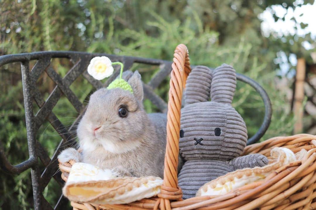 yun.ゆんさんのインスタグラム写真 - (yun.ゆんInstagram)「sugar.🫧 シュガちゃん 頭にお花が生えてきて びっくり、キョトン。 😳🌼 . . 週末もみんな元気に過ごせますように。😊🍀 . . ♪ ♪ ♪ #にわんぽ #ピクミン風  #うさぎ#ウサギ#ネザーランドドワーフ#ZIP写真部#ふわもこ部#多頭飼い #rabbits#rabbitsofinstagram #rabbitstagram #petstagram #instapet#cutepetclub #instarabbit  #bunnylove #lapin #pecotv #WeeklyFluff #netherlanddwarf #ルピナスラビトリー #lupinus_rabbitry #シュガーくん」6月24日 12時33分 - march.lemon