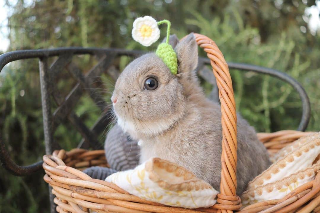 yun.ゆんさんのインスタグラム写真 - (yun.ゆんInstagram)「sugar.🫧 シュガちゃん 頭にお花が生えてきて びっくり、キョトン。 😳🌼 . . 週末もみんな元気に過ごせますように。😊🍀 . . ♪ ♪ ♪ #にわんぽ #ピクミン風  #うさぎ#ウサギ#ネザーランドドワーフ#ZIP写真部#ふわもこ部#多頭飼い #rabbits#rabbitsofinstagram #rabbitstagram #petstagram #instapet#cutepetclub #instarabbit  #bunnylove #lapin #pecotv #WeeklyFluff #netherlanddwarf #ルピナスラビトリー #lupinus_rabbitry #シュガーくん」6月24日 12時33分 - march.lemon