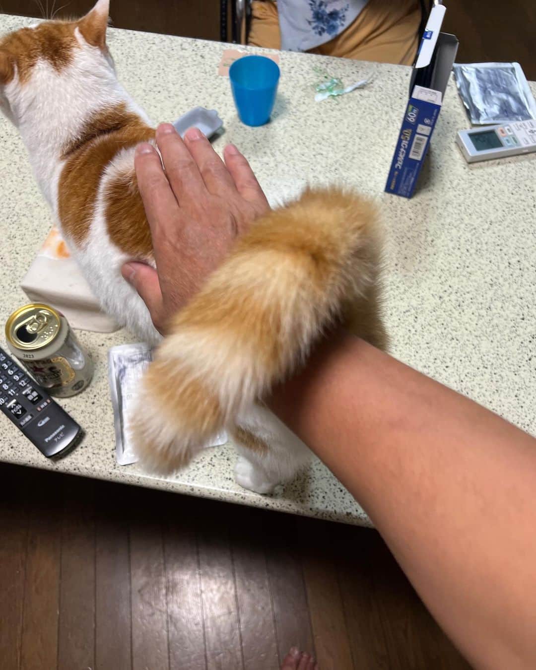 Kachimo Yoshimatsuのインスタグラム：「腰ポンすると尻尾を絡ませてくる。  #うちの猫ら #猫 #ねこ #oinari #ニャンスタグラム #にゃんすたぐらむ #ねこのきもち #cat #ネコ #catstagram #ネコ部 http://kachimo.exblog.jp」