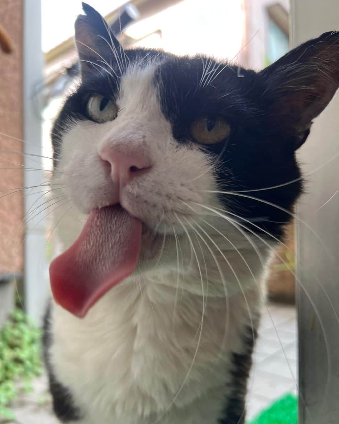 Kachimo Yoshimatsuのインスタグラム：「おはようイカスミ Good Morning Ikasumi  長げ〜だろ？  #うちの猫ら #猫 #ikasumi #ねこ #ニャンスタグラム #にゃんすたぐらむ #ねこのきもち #cat #ネコ #catstagram #ネコ部 http://kachimo.exblog.jp」