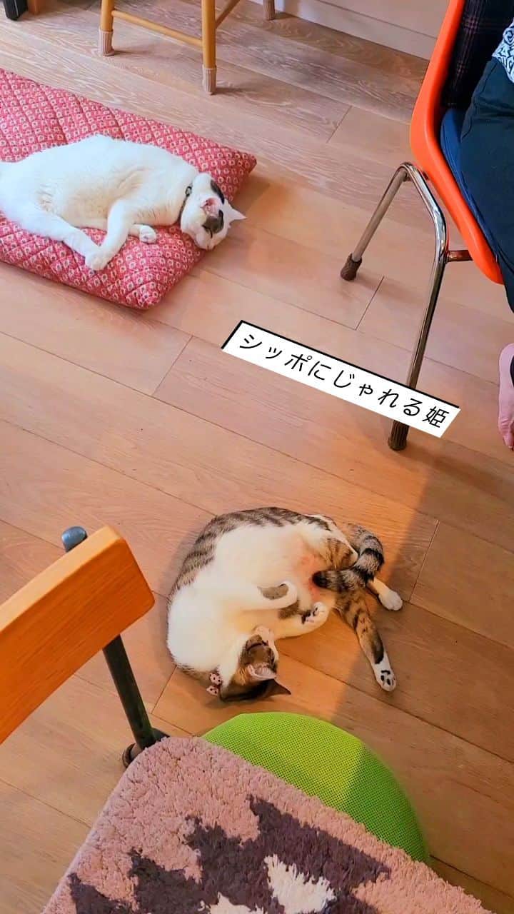 hoshino katsuraのインスタグラム