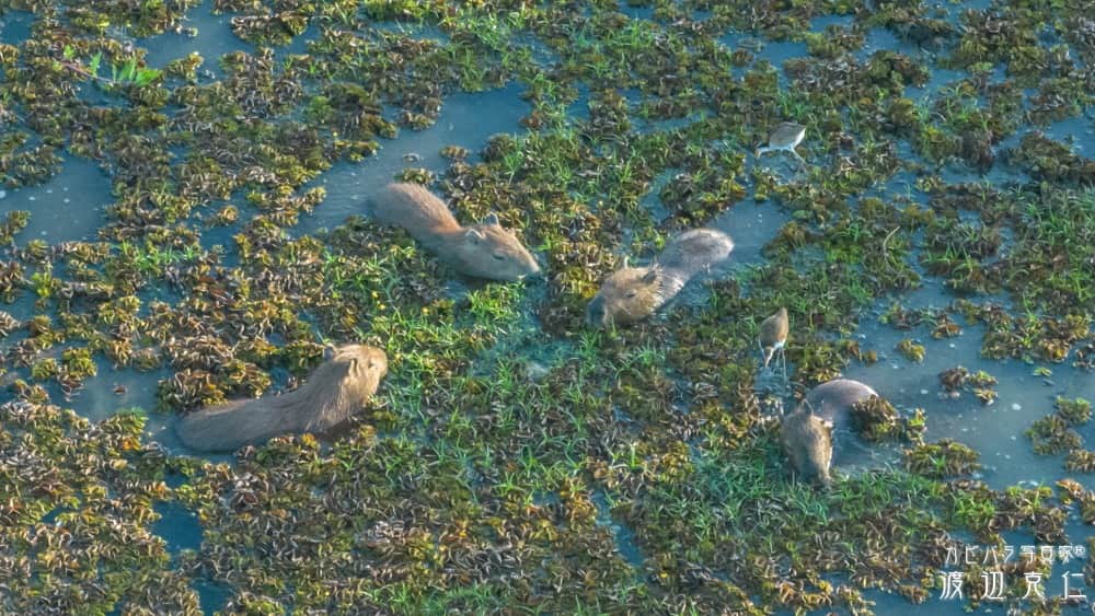 渡辺克仁さんのインスタグラム写真 - (渡辺克仁Instagram)「おはようございます。  #カピバラ #水豚 #capybara #おはよう #パンタナール #野生のカピバラを撮影にブラジルに」6月24日 7時00分 - katsuhito.watanabe