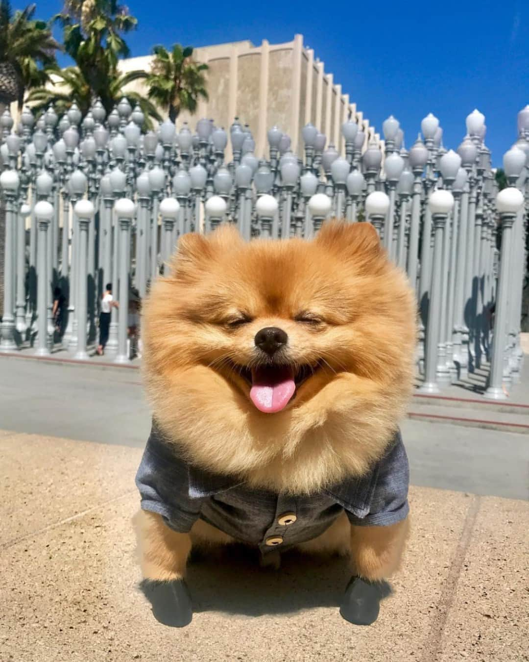 ロサンゼルスカウンティ美術館さんのインスタグラム写真 - (ロサンゼルスカウンティ美術館Instagram)「we dare you not to smile   @babymiloforeverm @stormashakk @hi_im_chewie @mynameischamaco @badboipuffdoody #NationalTakeYourDogToWorkDay #TakeYourDogtoWorkDay」6月24日 7時00分 - lacma