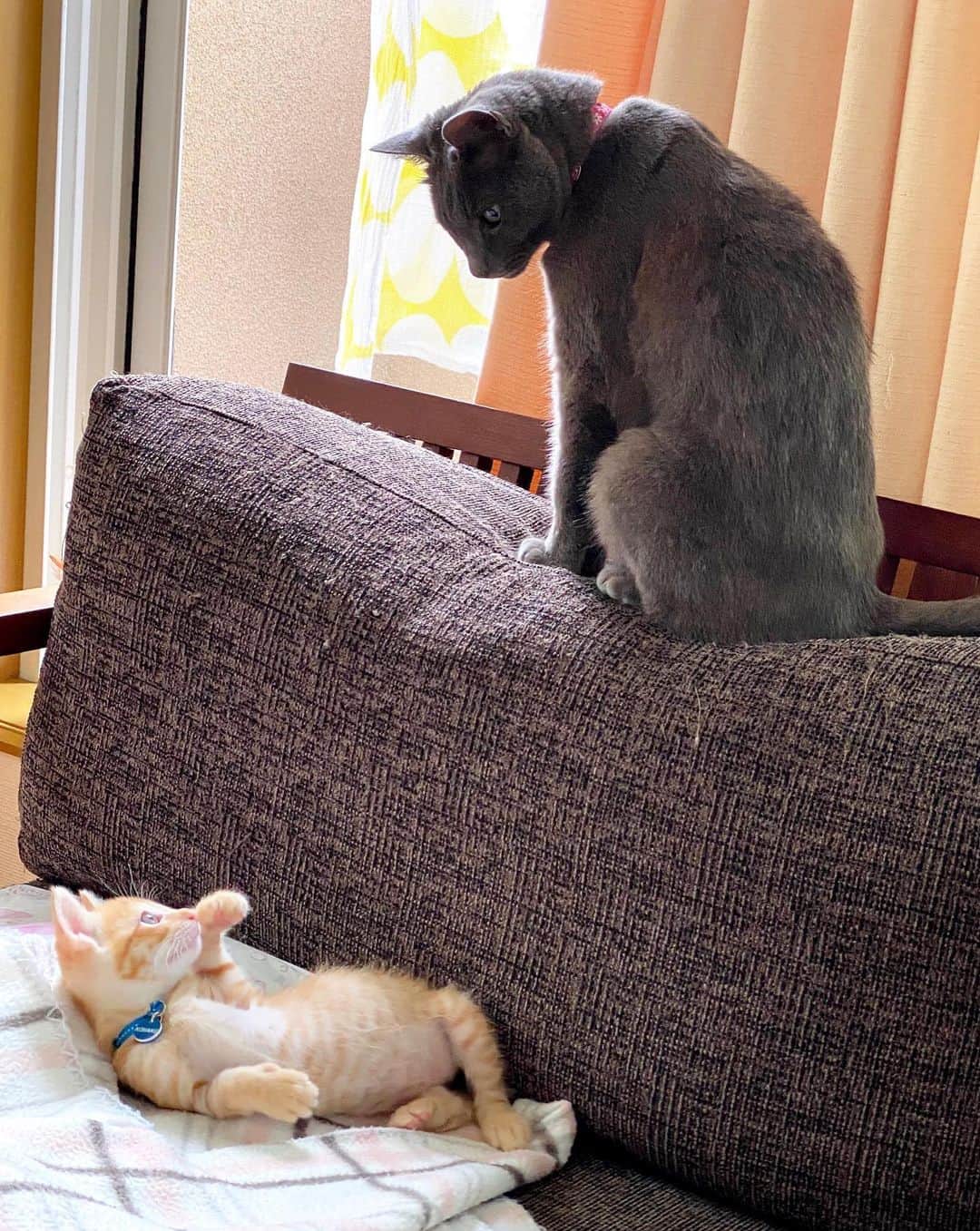 Nahoのインスタグラム