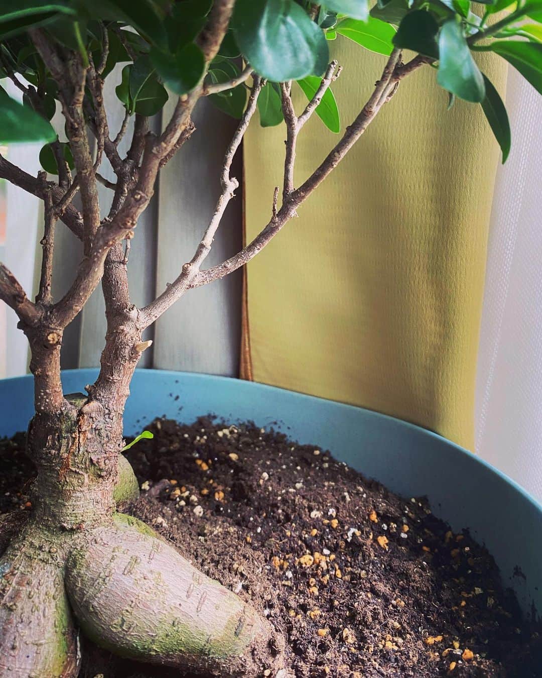 野本かりあのインスタグラム：「ガジュマルの木に、可愛らしい葉が🌱 おはようございます。」