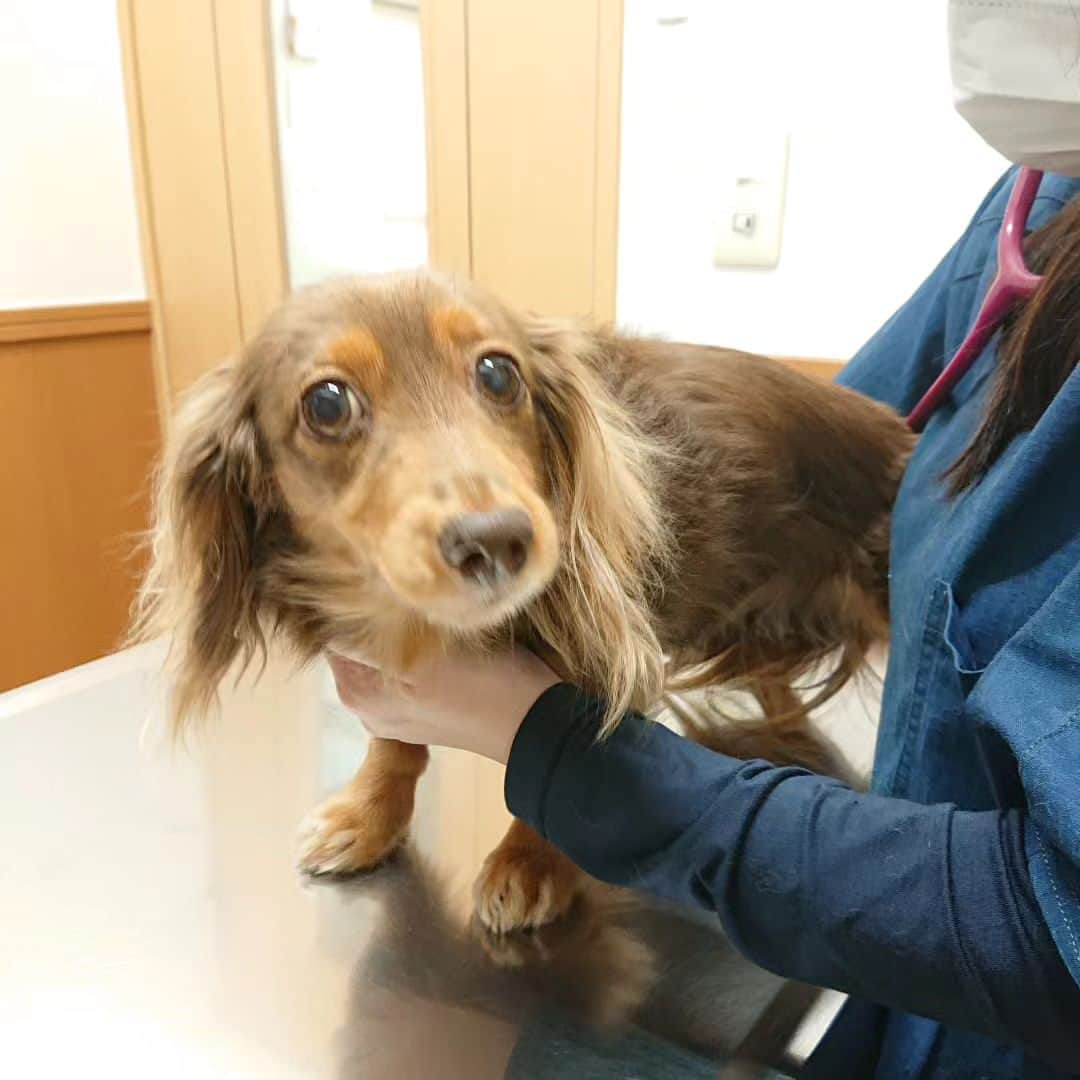 くるみんさんのインスタグラム写真 - (くるみんInstagram)「* 6月2日 あずきちゃん、今年の狂犬病予防接種してきました。 ②先生の手にある注射を見てびっくり顔  この日、ひまりちゃんも3回目のワクチン接種をしました。 お耳の状態も診てもらったので、奥でそのままチックンしたため写真無しー  #カニンヘンダックスの日常 #カニンヘンダックスフンド #カニンヘンダックスフント  #カニンヘンダックスフンドチョコタン #カニンヘン #カニンヘンダックス #カニンヘン多頭飼い #カニンヘンの会 #チョコタンダックスフント #チョコタンダックスフンド #チョコタンダックス #チョコタン #ダックス多頭飼い #ダックスフントカニンヘン #ダックスフント #ダックスフンド #ダックス #ダックスの日常 #ダックスフンドカニンヘン #ダックス部 #ダックス短足部 #いぬばか部 #いぬすたぐらむ #短足部 #動物病院 #予防接種 #dachshund #dachs #dogstagram #dog」6月24日 8時48分 - michirumugiazu