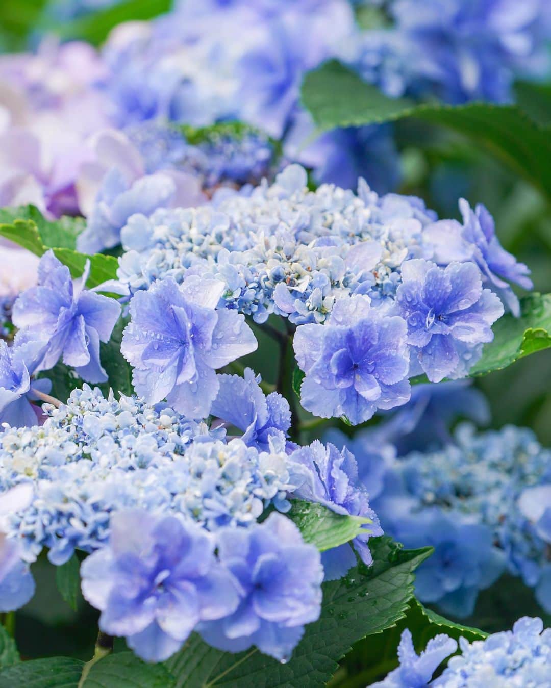 masayaのインスタグラム：「雨上がりに after the rain #あじさい #Ajisai #hydrangeas」